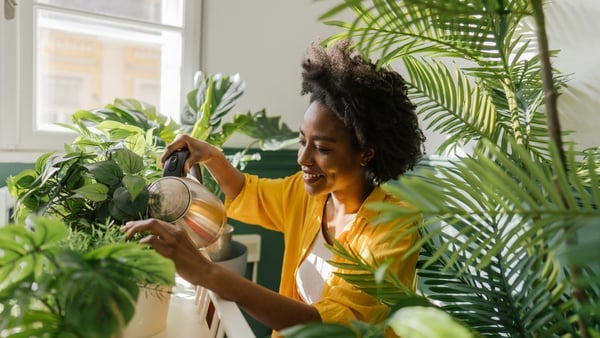 For the biggest boost to your wellbeing, key aspects to consider are physical appearance, interestingness, beauty, and how healthy the plant looks. Photo: Getty Images