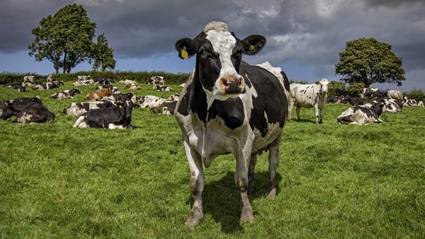 The report says that the average herd size in Ireland last year was 90 cows, but that is expected to grow to 100 by 2030 (Stock image)