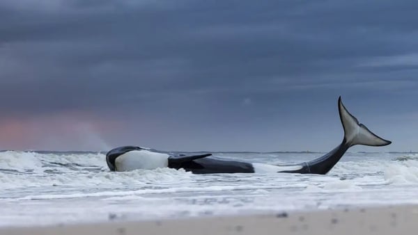 'Last gasp', of a beached orca at Cadzand-Bad, Zeeland, the Netherlands (Lennart Verheuvel/ the Wildlife Photographer of the Year/PA)