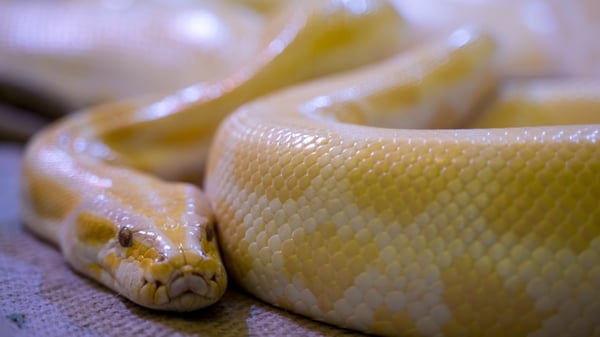 Local media reported that one snake was albino, while the other was brown in colour (file image)