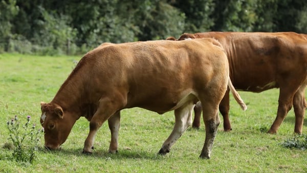 A new case of BSE had been detected during post-mortem testing of a dead 10-and-a-half year old cow (File Photo: RollingNews.ie)