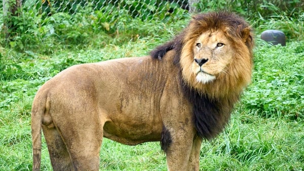 Lion (file photo)